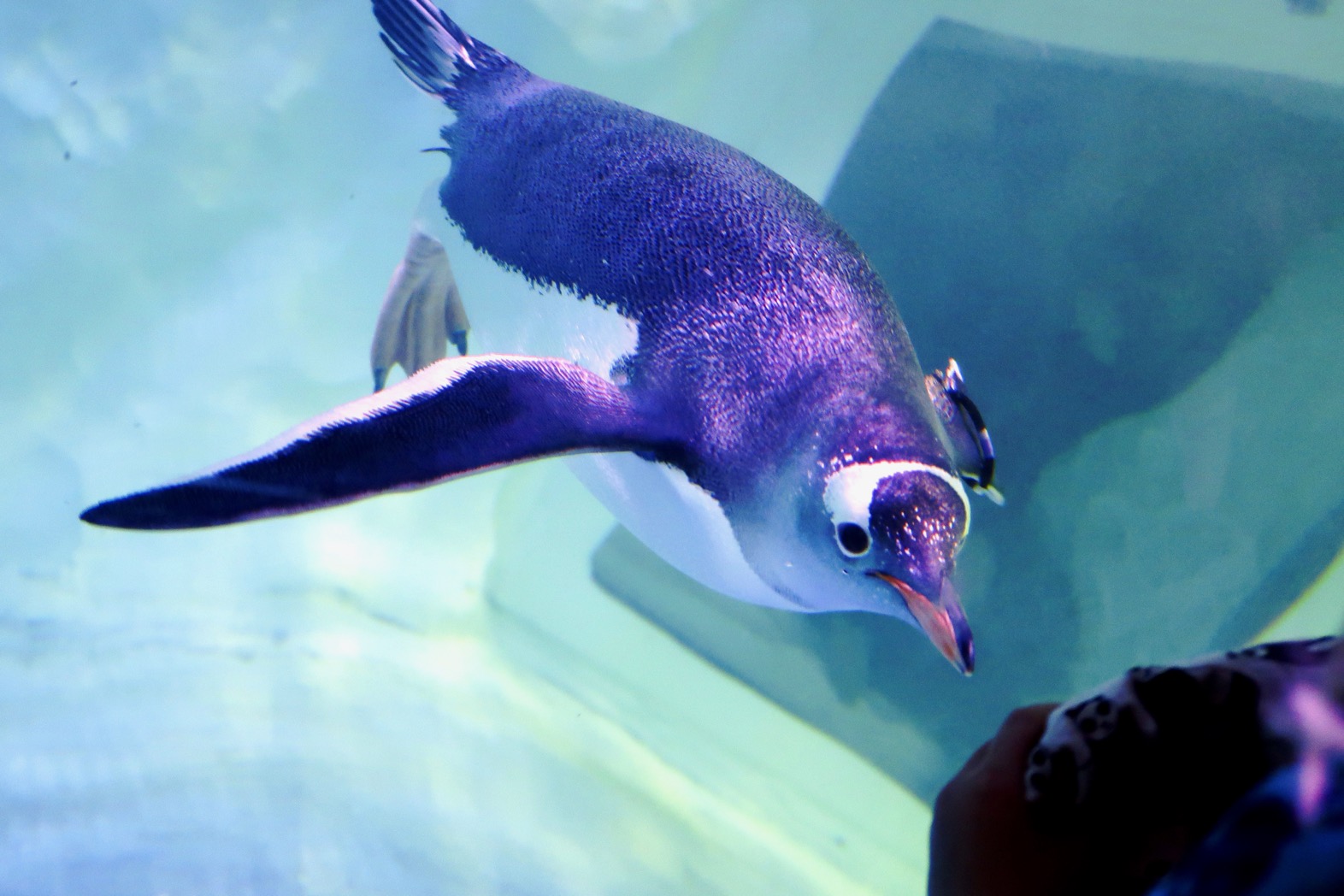 Penguin at Birmingham Sea Life Centre