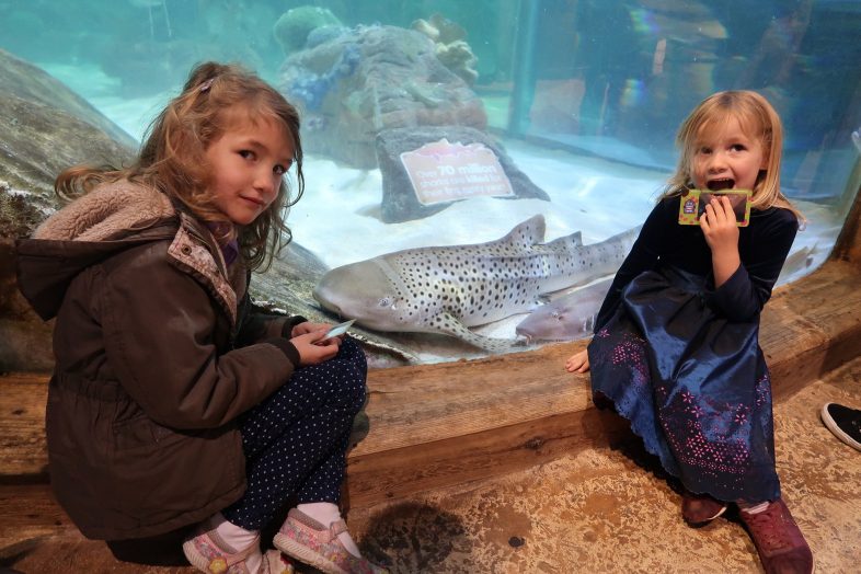 Georgie, Lydia and the zebra shark