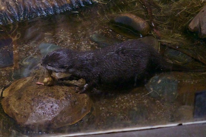 Otter at Sea Life Birmingham