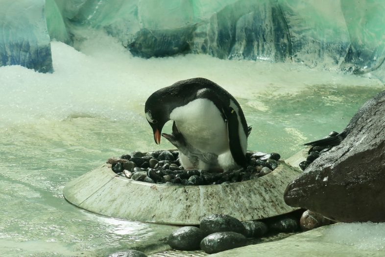 Mother and baby Gentoo Penguin at Sea Life Birmingham