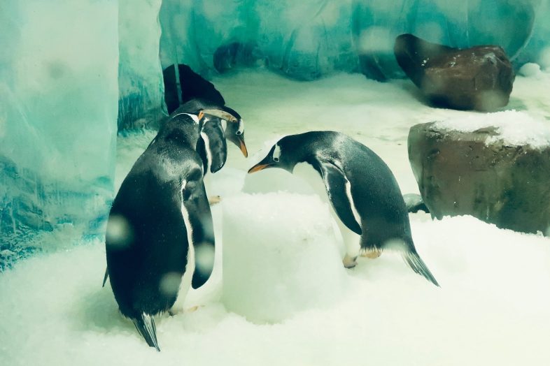 Penguins eating fish at Sea Life Birmingham