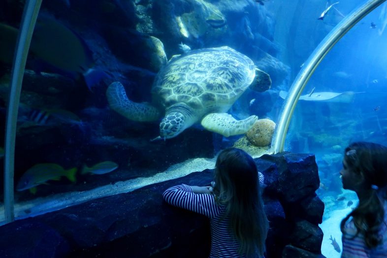 Sea Turtle at Sea Life Birmingham