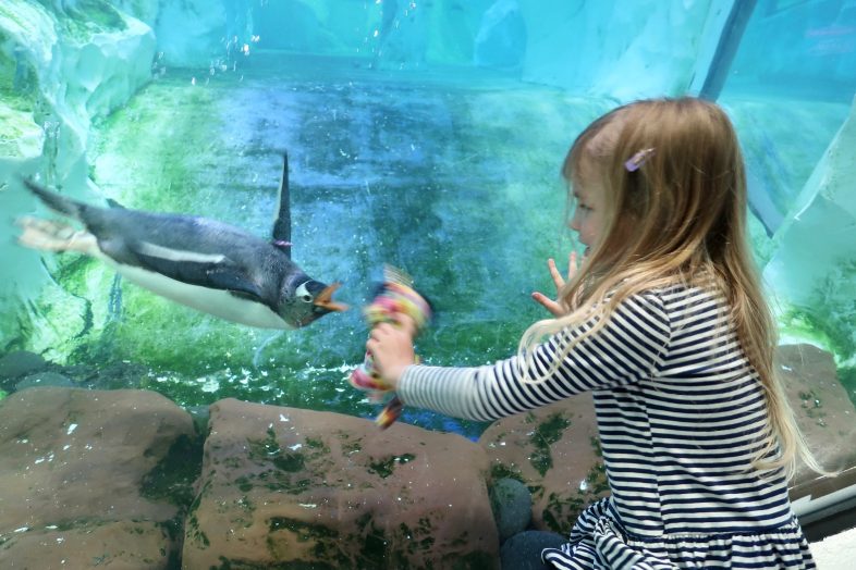 Penguin looking at a soft toy at Sea Life Birmingham