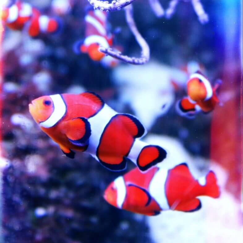 Clown Fish