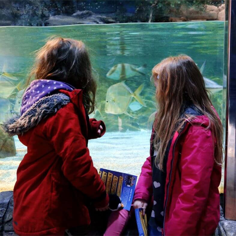 Watching the fish