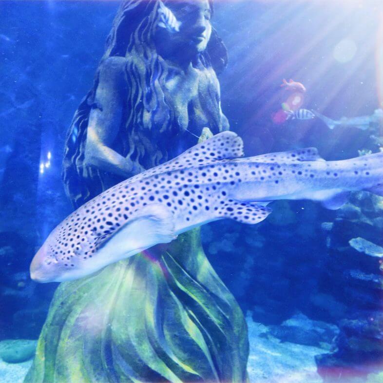 Zebedee the Zebra Shark