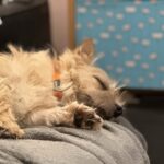 Introducing Katie Sleepy Katie